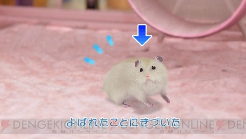 『ハムスターチャンネル』 『ハムスターチャンネル』
